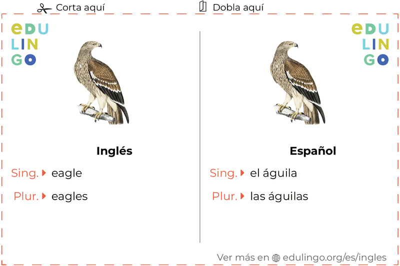 Águila en inglés • Escritura y pronunciación (con imágenes)