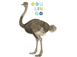 Thumbnail: Ostrich in Spanish