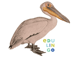 Thumbnail: Pelican in English