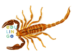 Thumbnail: Scorpion in German