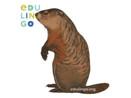Thumbnail: Groundhog in English