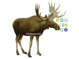 Thumbnail: Moose in Spanish