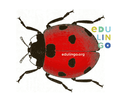 Thumbnail: Ladybug in German