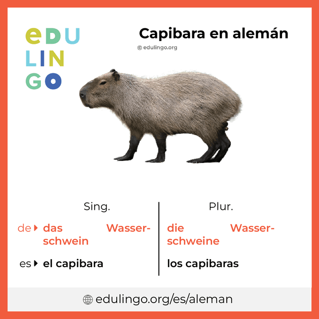 Capibara en alemán • Escritura y pronunciación (con imágenes)