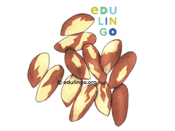 Thumbnail: Brazil Nut in English