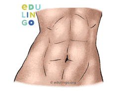 Thumbnail: Abdominal Muscle in English