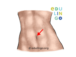 Thumbnail: Belly Button in German