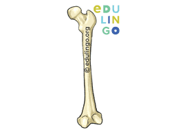 Thumbnail: Bone in German