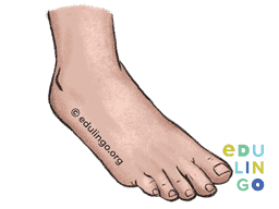 Thumbnail: Foot in Spanish