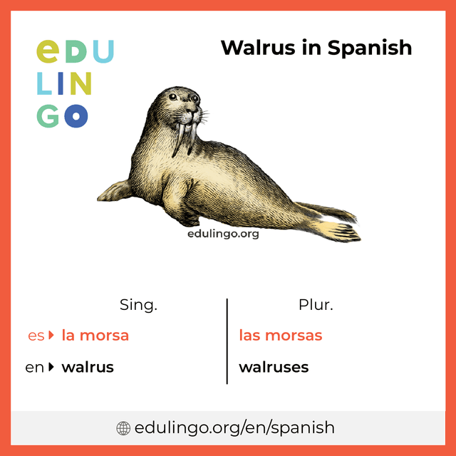 Maravillosas Morsas (Wonderful Walruses - Spanish Translation