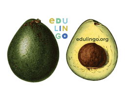 Thumbnail: Avocado in English