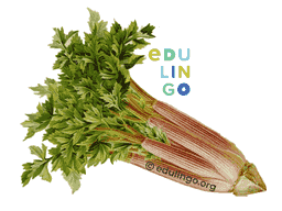 Thumbnail: Celery in English