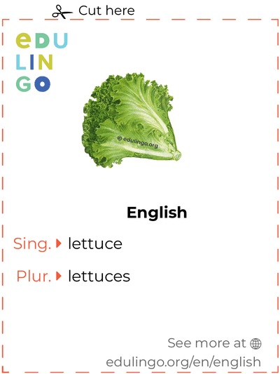 Different Types of Lettuce: A Vocabulary Guide for English